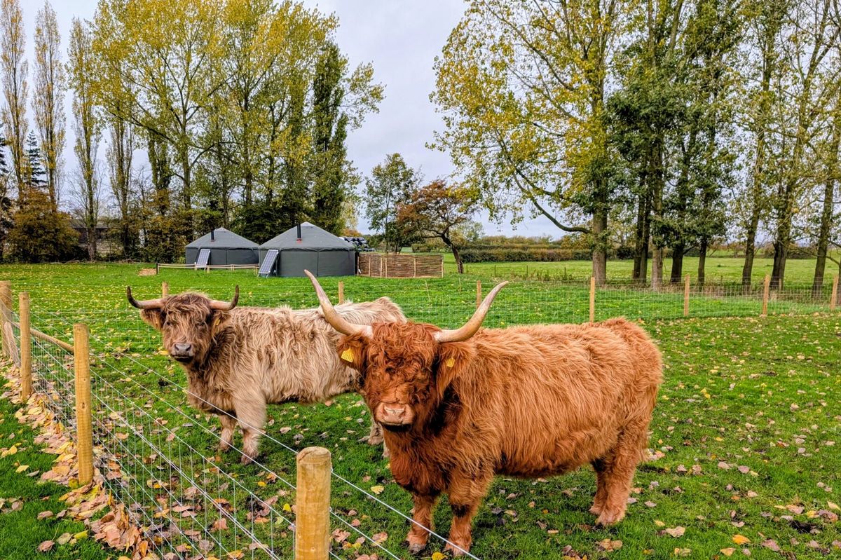 Campamento de lujo galardonado en el Reino Unido donde puedes dormir en una yurta y abrazar una vaca